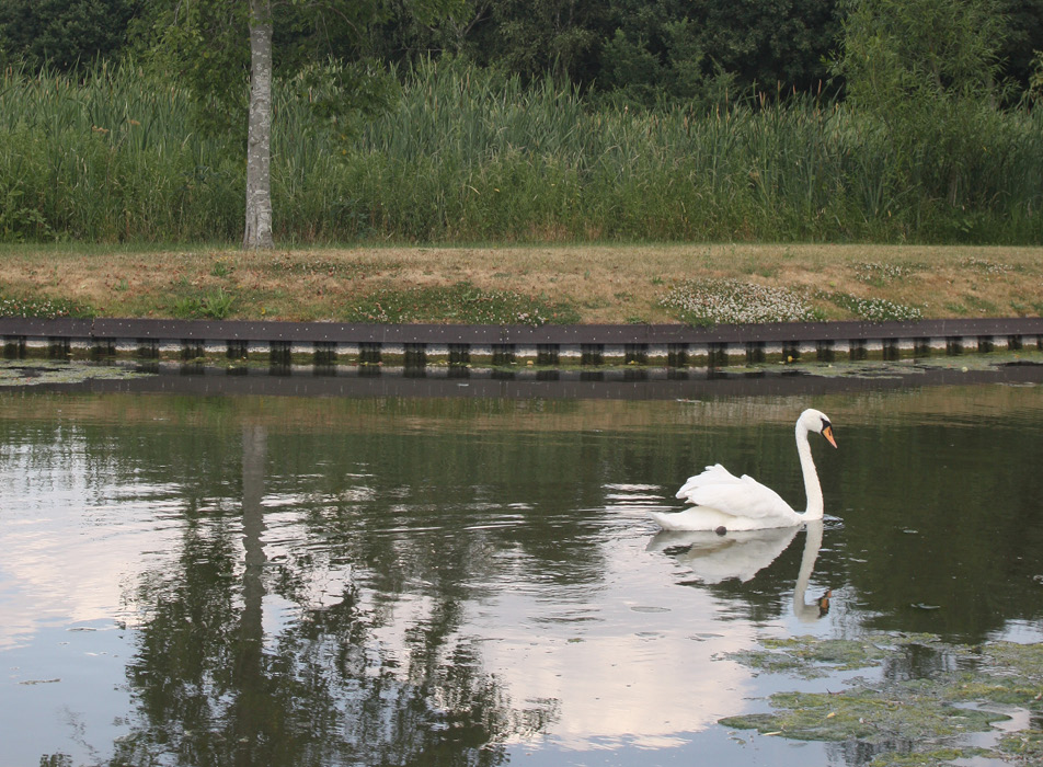 Swan